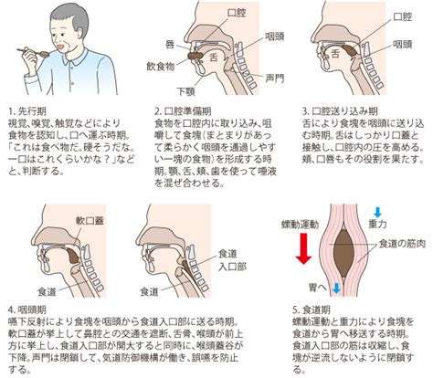 摂食嚥下障害のリハビリテーション｜kompas