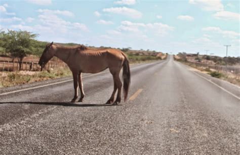 Cavalo Na Pista Provoca Acidente Entre Afogados E Iguaracy Leia Esta