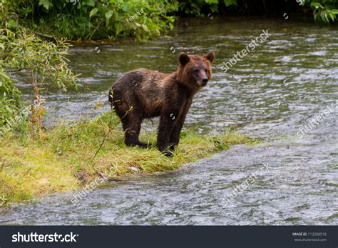 Grizzly Bear Cub Catching Salmon At Hyder Alaska Stock Photo 113288518