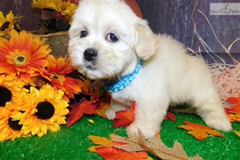 Shihpoo Shih Poo Shihpoo Puppy For Sale Near Chicago Illinois