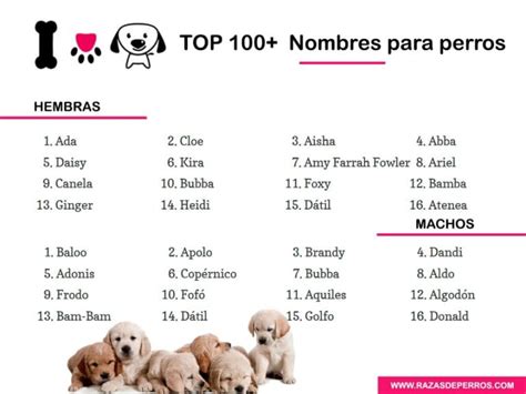 Nombres Para Perritas Hembras Encuentra El Nombre Perfecto Para Tu