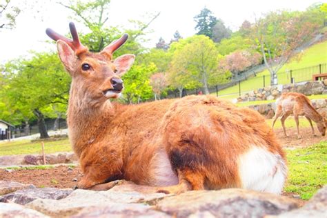 奈良公園の鹿 Life With Camera