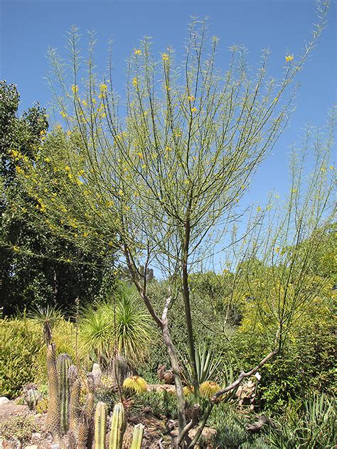 Desert Museum Palo Verde Cercidium Desert Museum In Lake Forest