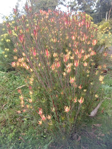Leucadendron Ausflora Pacific Leucadendron Jack Harre