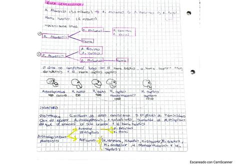 Evolución del Humano Mel Cifuentes Cepeda uDocz