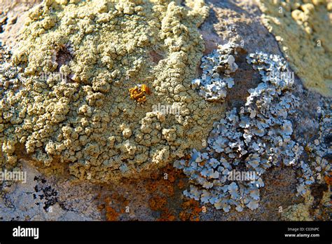 Lichens Growing On Rocks Stock Photo Alamy