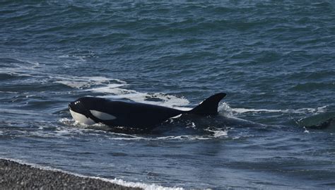 Puerto Pirámides en el sur argentino entre pingüineras con avistaje