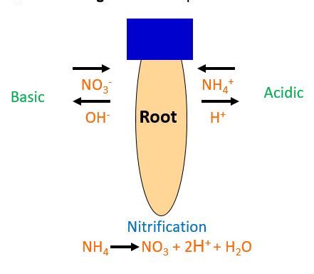 Changing PH And Fertilizing At The Same Time How Nitrogen Sources Can