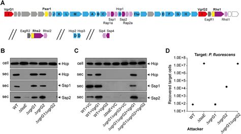 Differential Requirement For The Two Vgrg Proteins Of Serratia