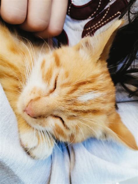 Yellow Cat is Sleeping while a Child is Loving it Stock Photo - Image of yellow, mammal: 180972130