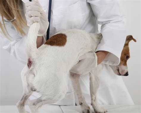 Como Limpiar Las Glándulas Anales De Tu Perro La Clinica Veterinaria