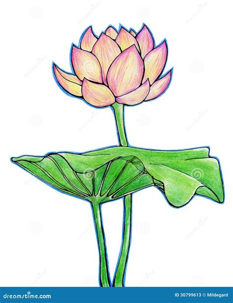 Lotus Flower And Leaf Stock Illustration Illustration Of Drawn 30799613