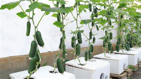 A Special Method Of Growing Baby Cucumbers At Home Fruits Come Out A