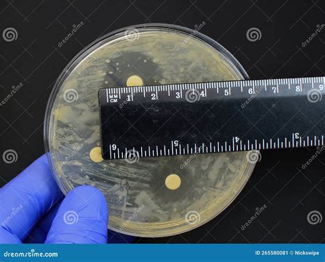 Antimicrobial Antibiotic Resistance Disc Test Interpretation Measuring Ruler Stock Image Image