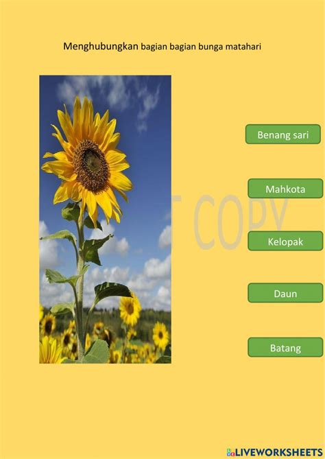 Detail Gambar Bagian Bunga Matahari Koleksi Nomer 3