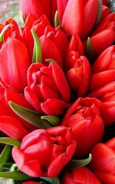 Pin By Gege Gege On Roses Special Flowers Plants Tulips