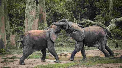 L éléphant De Forêt D Afrique En Danger D Extinction Geo Fr