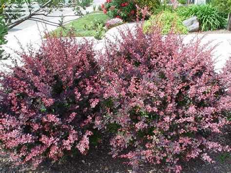 PlantFiles Pictures: Berberis, Japanese Barberry 'Rose Glow' (Berberis ...