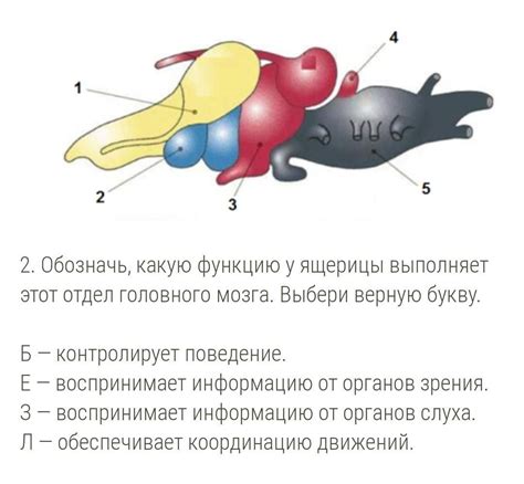 как называется отдел головного мозга ящерицы, обозначенный цифрой 5 ...
