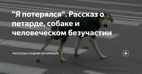 "Я потерялся". Рассказ о петарде, собаке и человеческом безучастии ...