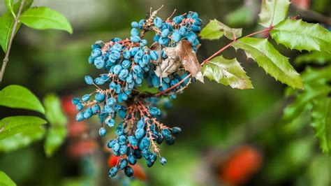 A Complete Guide To Australian Native Trees Au