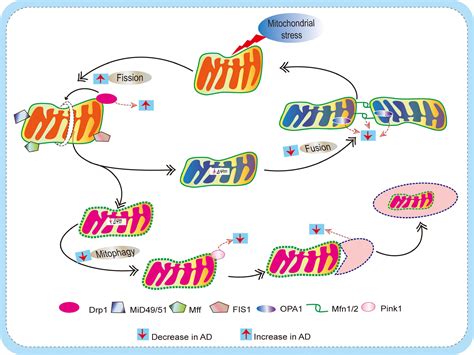 Frontiers Mitochondrial Dysfunction And Oxidative Stress In Alzheimer