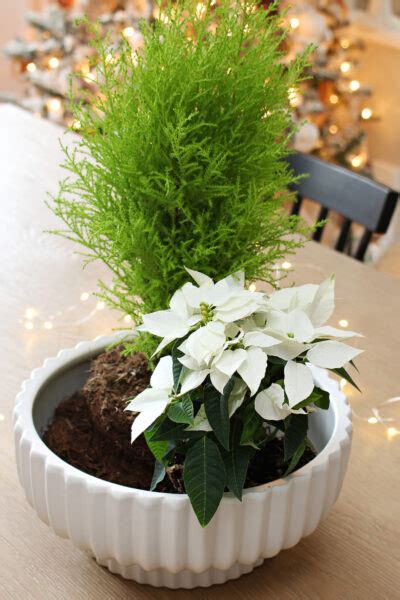 Fresh Greenery Christmas Centerpiece Clean And Scentsible