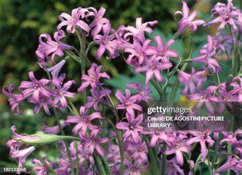 Siberian Lily Stock-Fotos und Bilder - Getty Images
