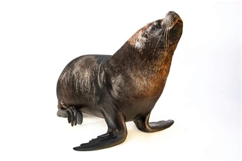 Ani009 00136 Joel Sartore