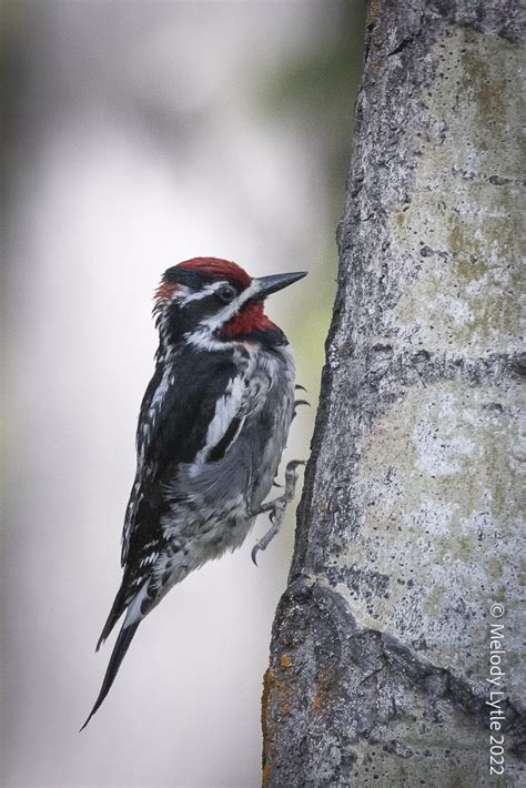 Red Naped Sapsucker Sphyrapicus Nuchalis British Columbia Melody