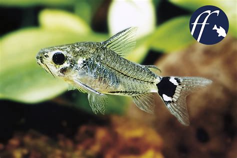 Keeping Cory Catfish Adorable Cory Species Care Tips Off