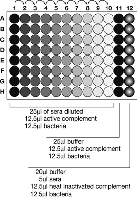 96-Well Plate Schematic