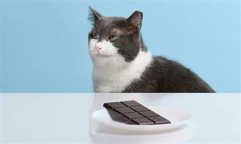 Cats Eating Chocolate