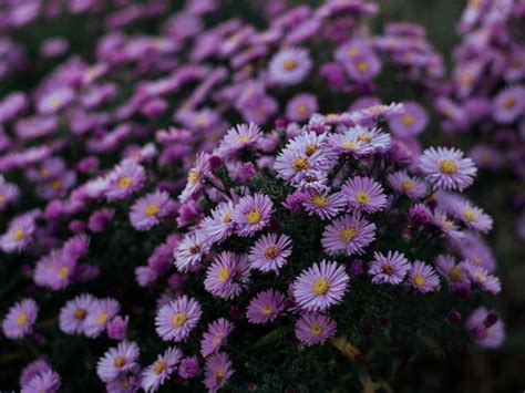 ¿por Qué Se Regalan Flores Moradas El 9 De Noviembre Actitudfem