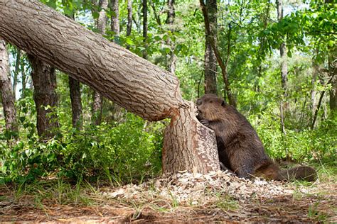 Beaver Pictures, Images and Stock Photos - iStock