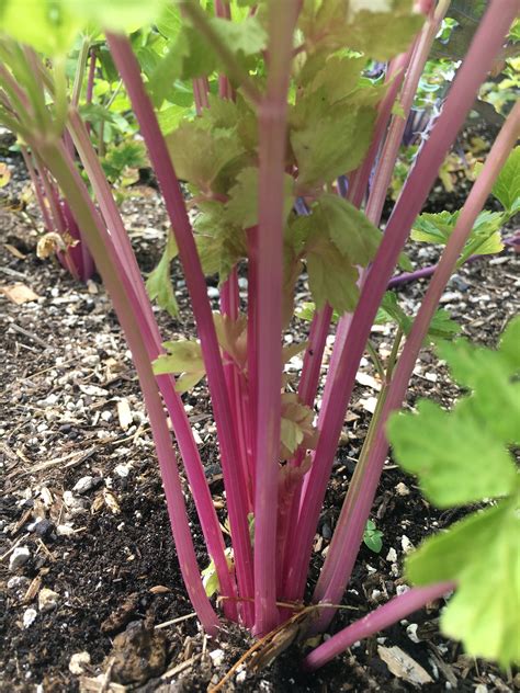 Pink Celery Seeds Heirloom Open Pollinated Chinese Celery Etsy Australia