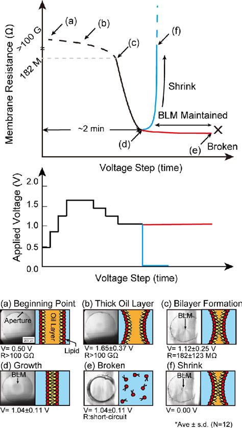 Figure 1 From Electric Stress Produces Bilayer Lipid Membranes By