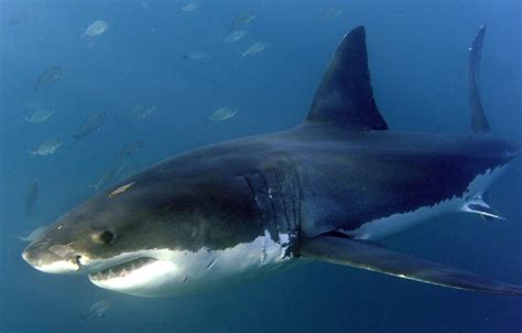 Las orcas, culpables de la escasez de tiburón blanco en la costa de ...