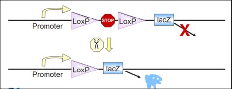 小鼠基础知识六：什么是 Cre Lox 杰克森实验室