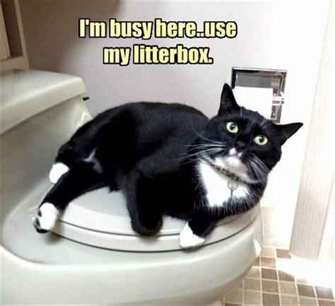 Cat On Toilet Seat Funny Animal Memes Cute Funny Animals Funny Cute