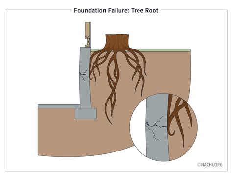 Foundation Failure Tree Root Inspection Gallery Internachi