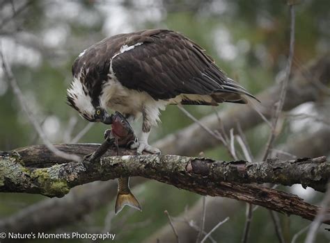 Birds of Prey — Nature's Moments Photography