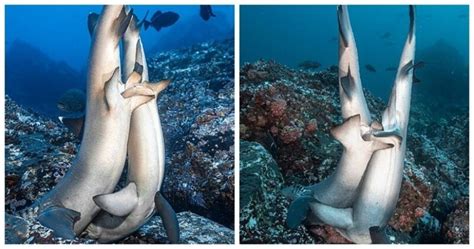 Rare Photos Of Sharks Having Sex Pictolic