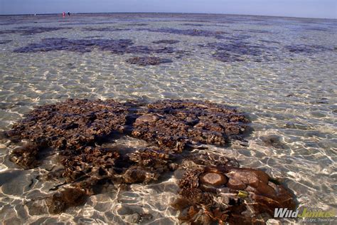 Exploring Heron Island In Great Barrier Reef Wildjunket Travel Blog