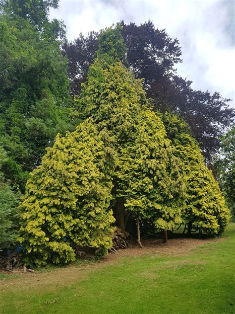 Chamaecyparis lawsoniana - Trees and Shrubs Online