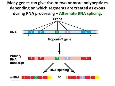 Chapter 14 Gene Expression From Gene To Protein