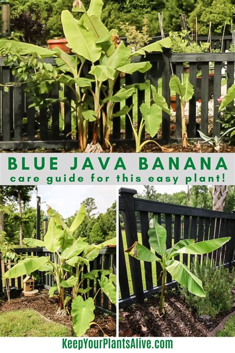 Blue Java Ice Cream Banana Tree Care Guide Keep Your Plants Alive