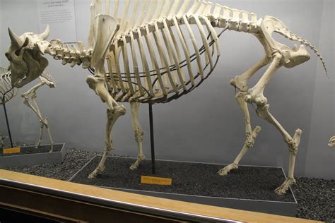 Buffalo Skeleton From Smithsonian Natural History Museum I Flickr