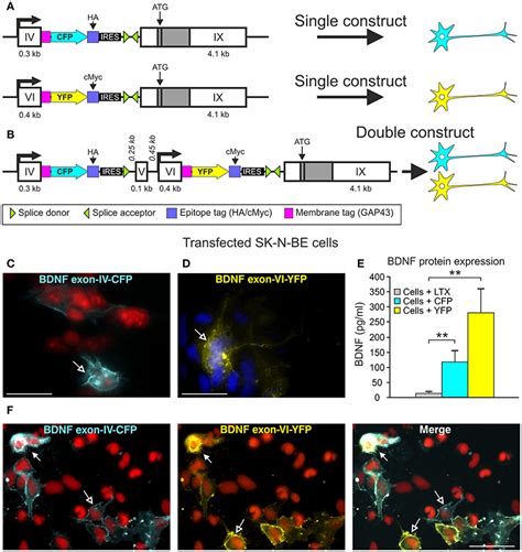 Frontiers BDNF Live Exon Visualization BLEV Allows Differential