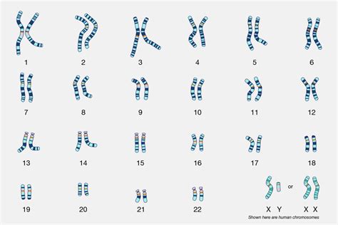 Sex Chromosome Biology Simple